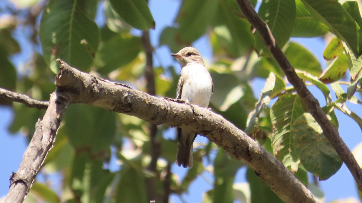 Spotted Flycatcher - ML642974388