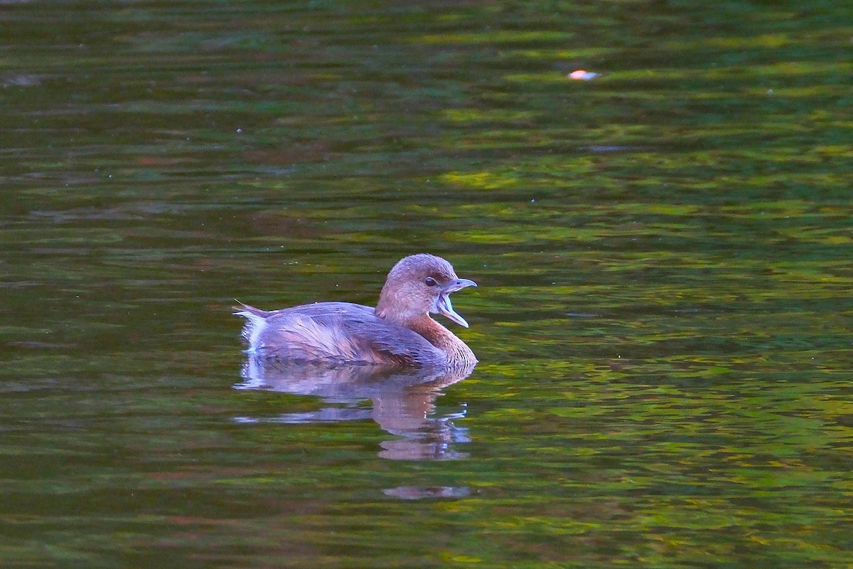 Pied-billed Grebe - ML642974389