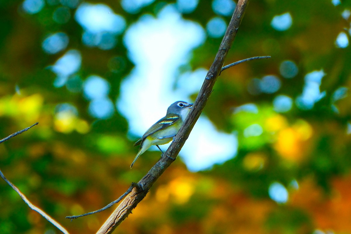 Blue-headed Vireo - ML642974398