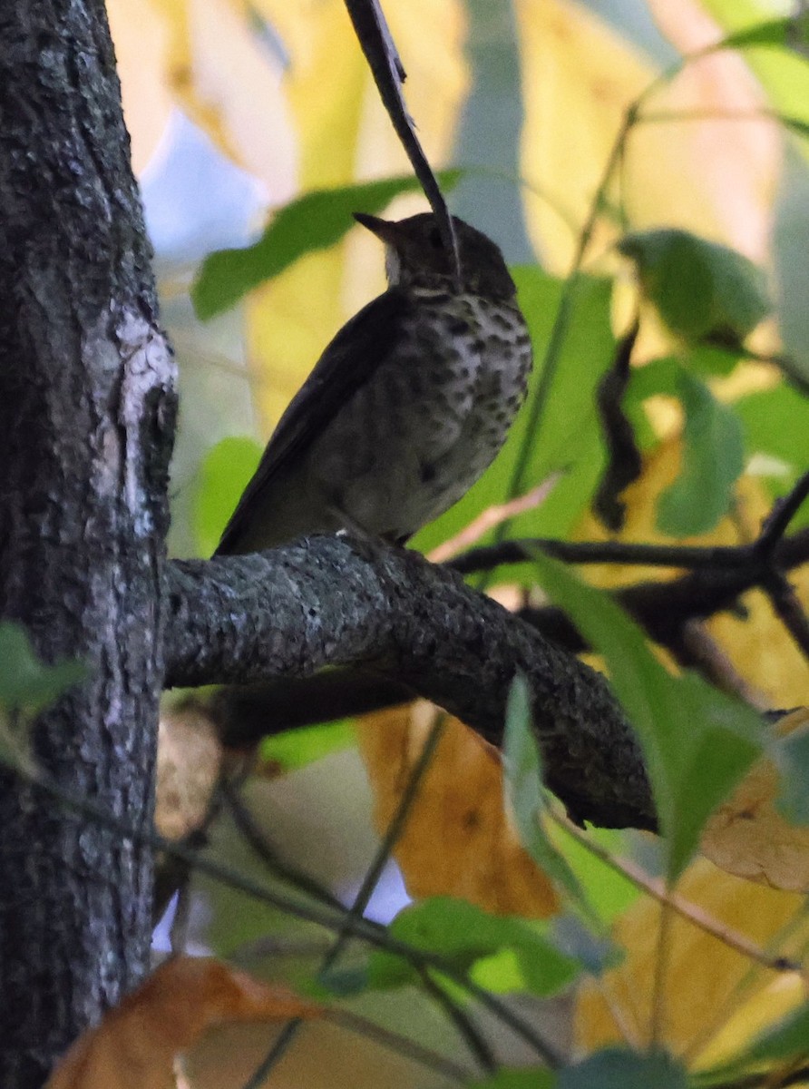 Grive à dos olive - ML642974402