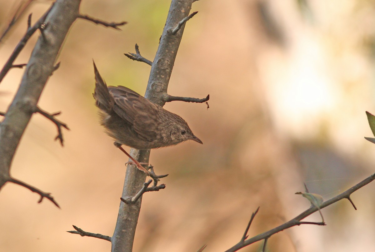 Himalayan Prinia - ML642974404