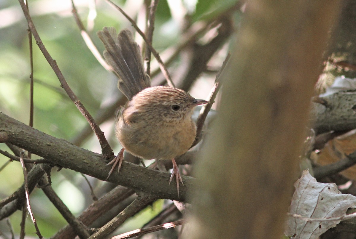 Himalayan Prinia - ML642974405