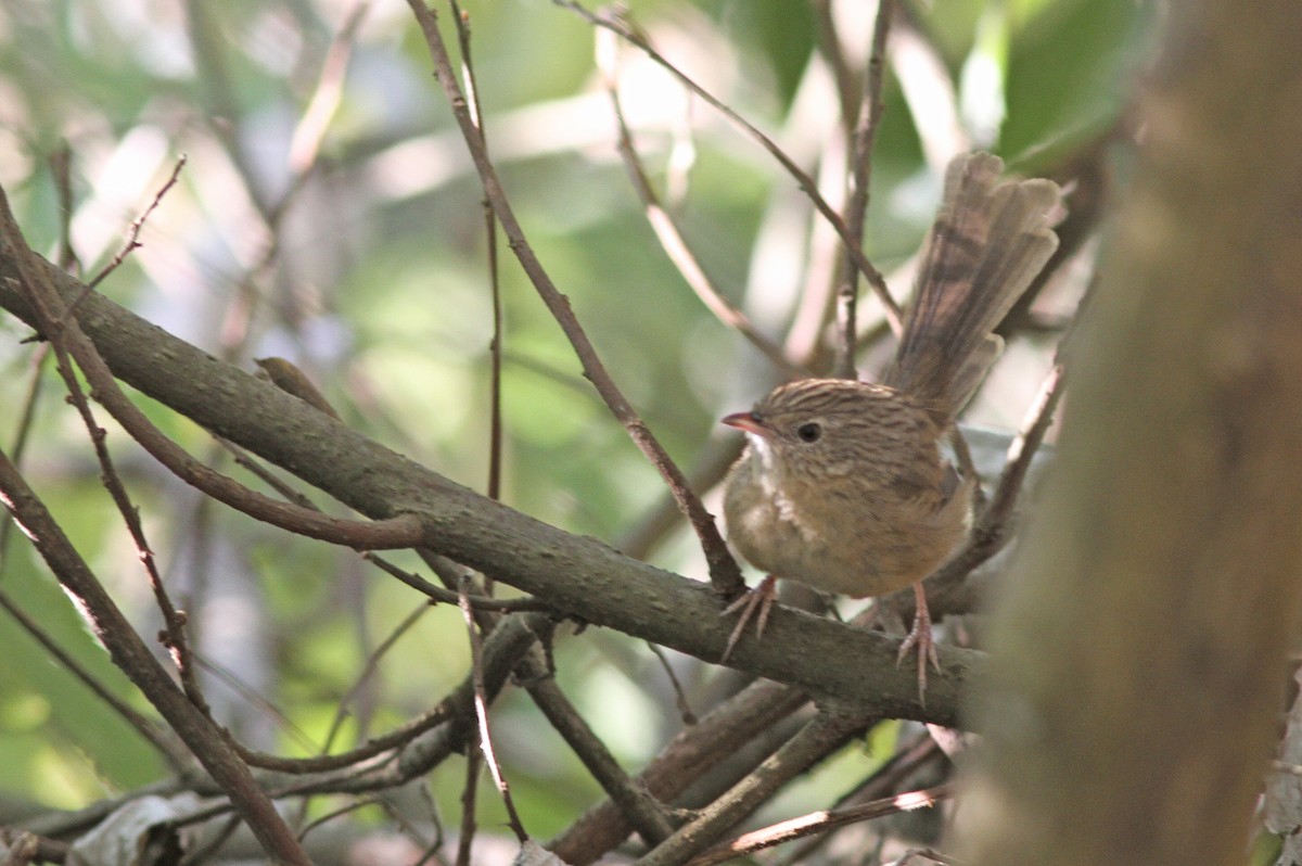 Himalayan Prinia - ML642974406