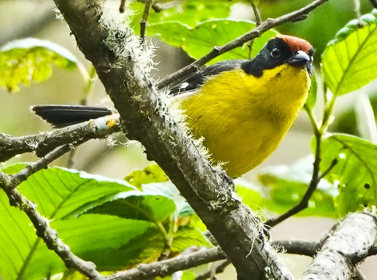 Atlapetes Pechiamarillo (grupo latinuchus) - ML642974408