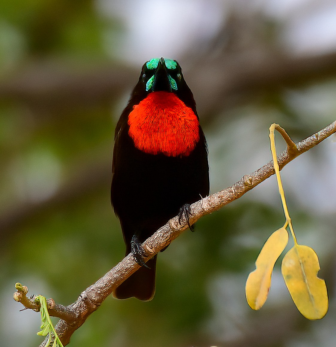 Scarlet-chested Sunbird - ML642974419