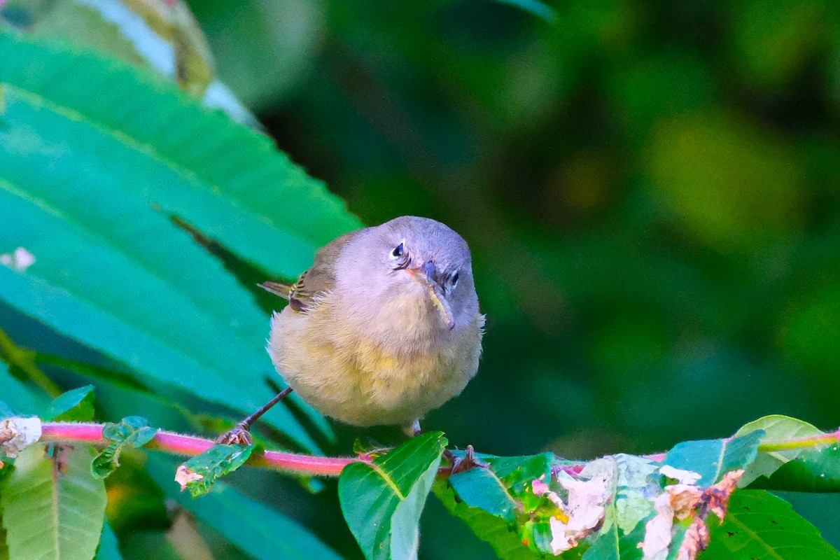 Orange-crowned Warbler - ML642974423