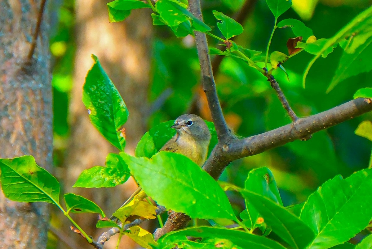 Orange-crowned Warbler - ML642974424