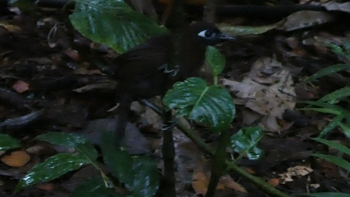 Blue-lored Antbird - ML642974427