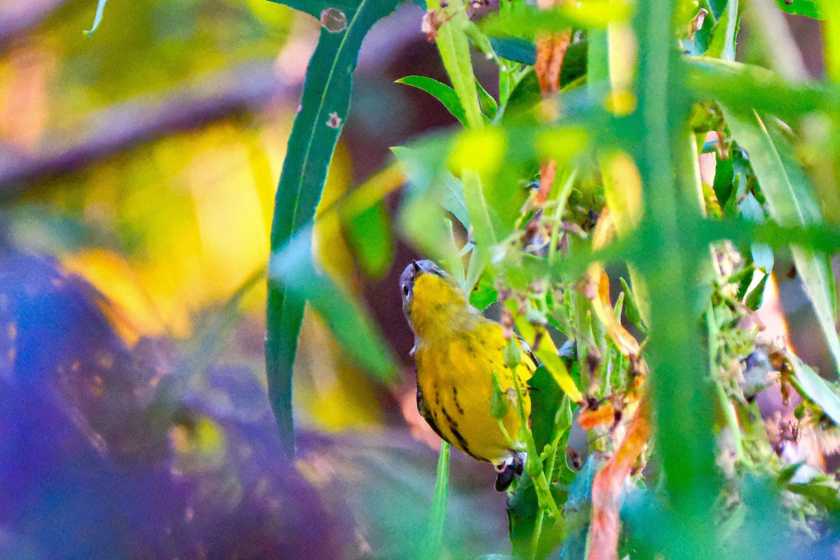 Magnolia Warbler - ML642974429