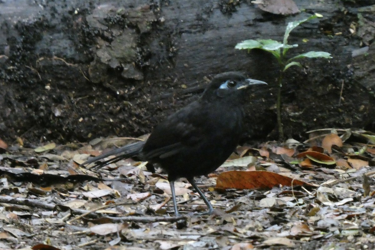 Blue-lored Antbird - ML642974430