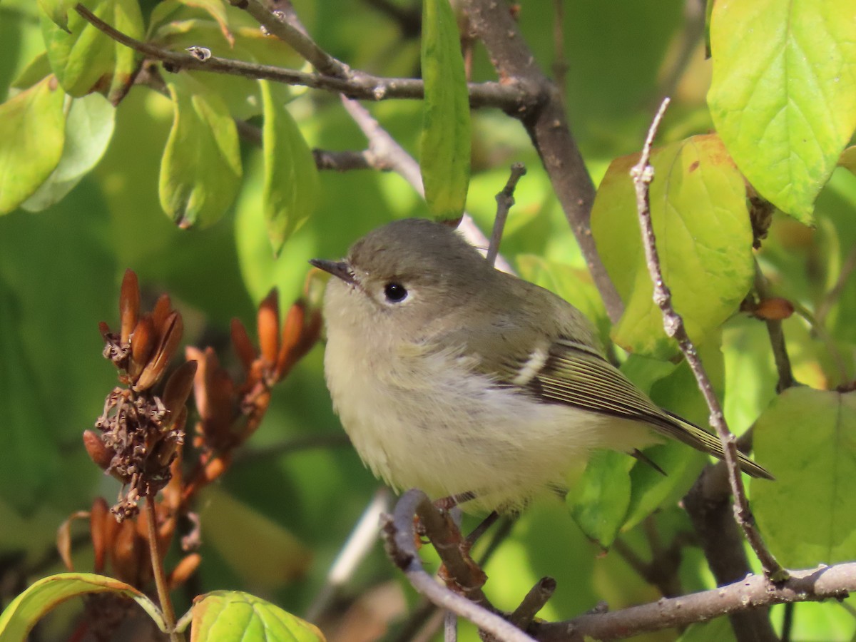 Ruby-crowned Kinglet - ML642974432