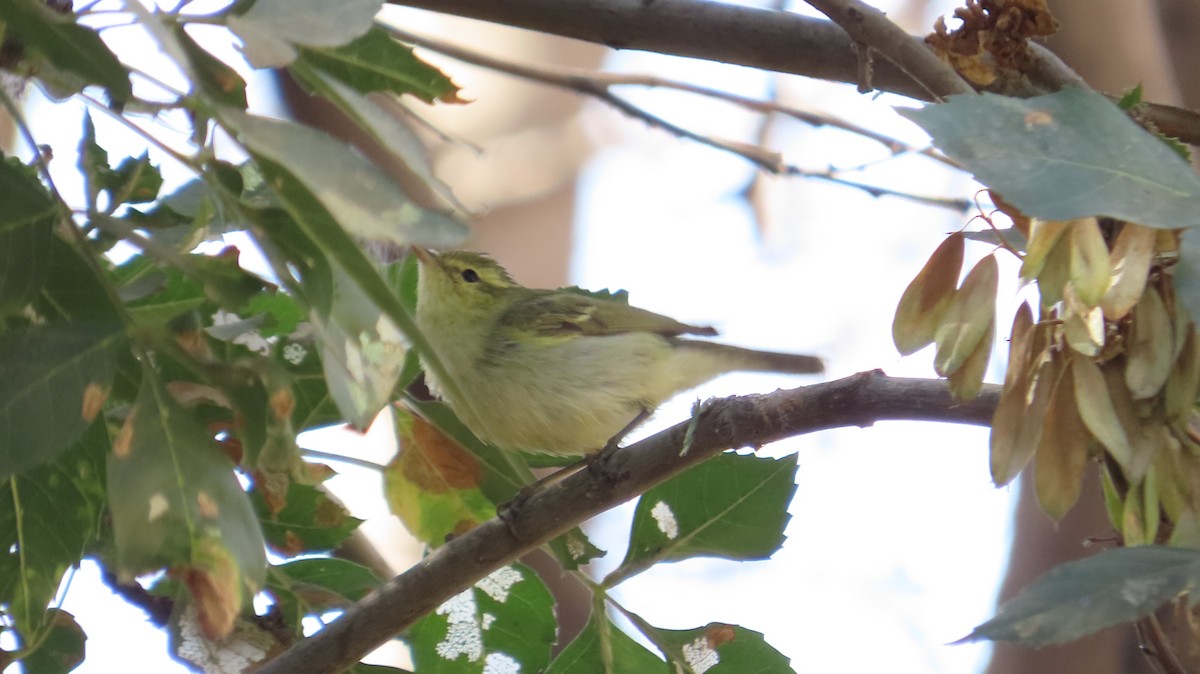 Green Warbler - ML642974433