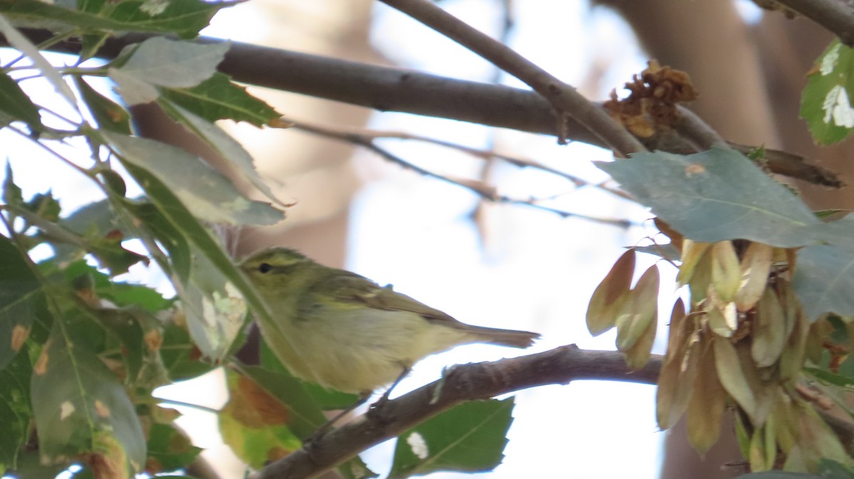 Green Warbler - ML642974435