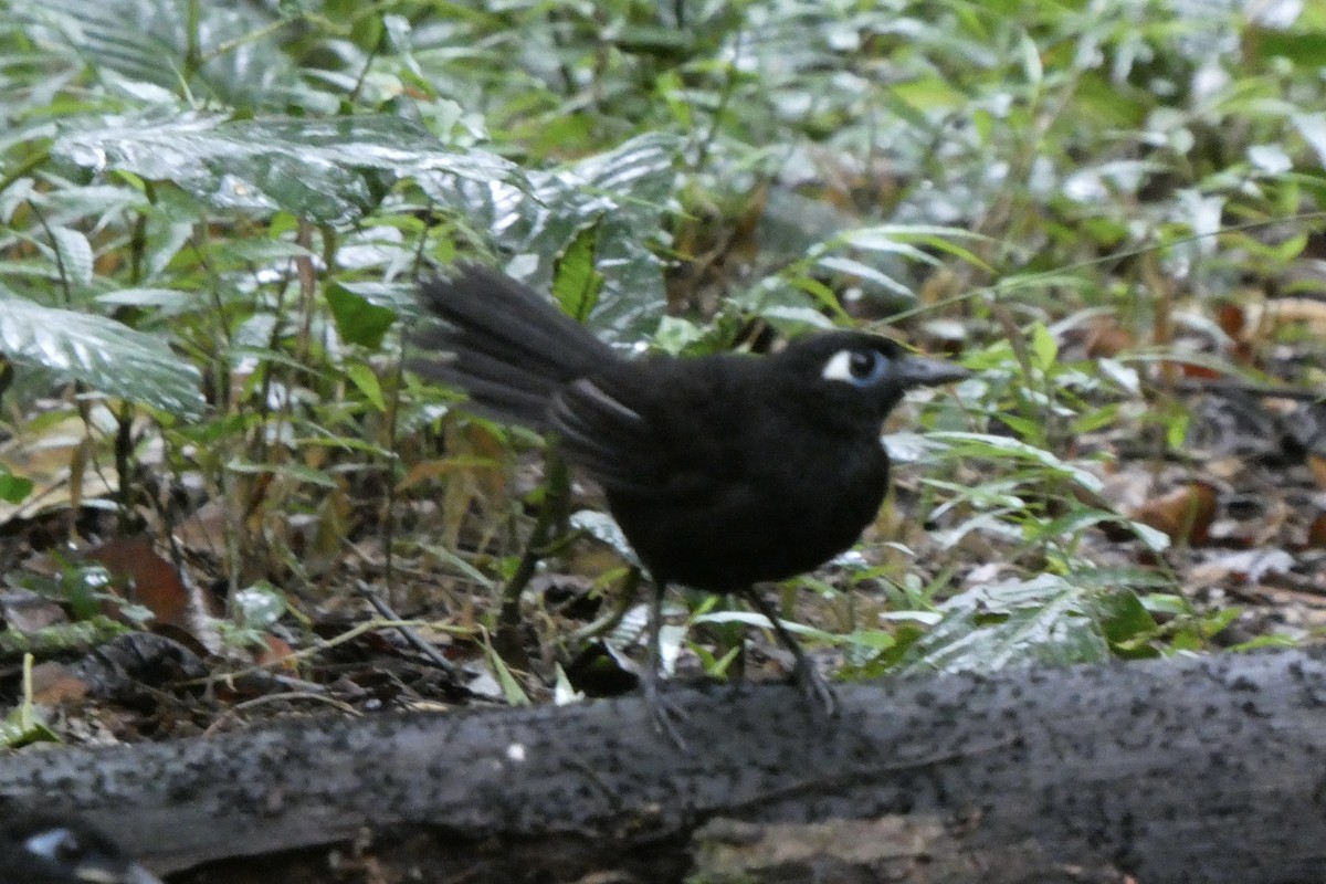 Blue-lored Antbird - ML642974437