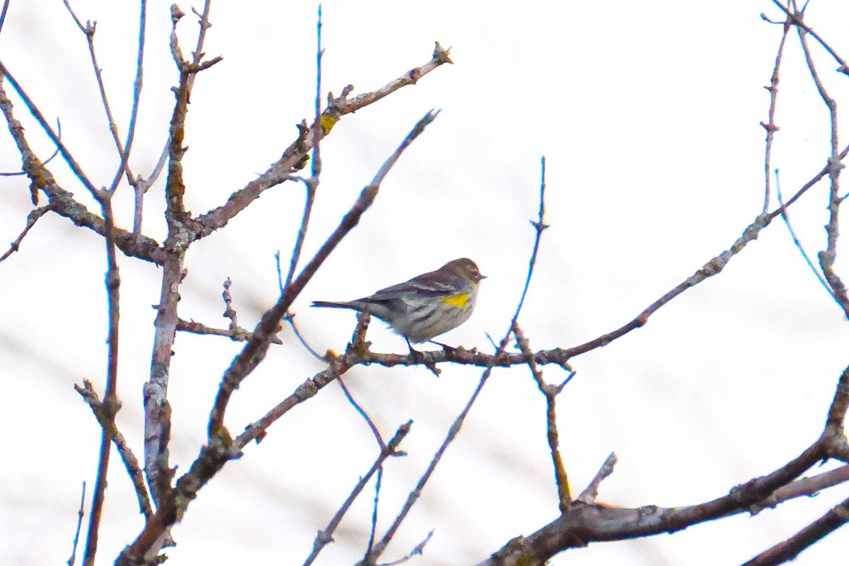Yellow-rumped Warbler - ML642974439