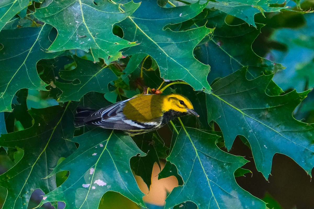 Black-throated Green Warbler - ML642974442