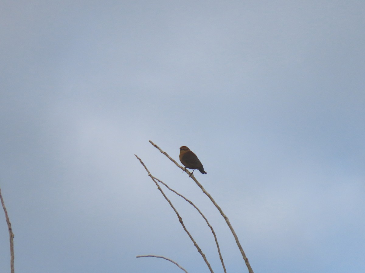 Rusty Blackbird - ML642974443