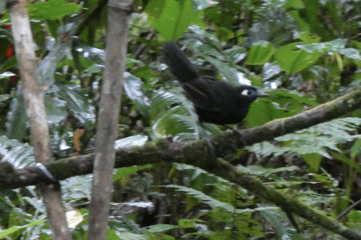 Blue-lored Antbird - ML642974444