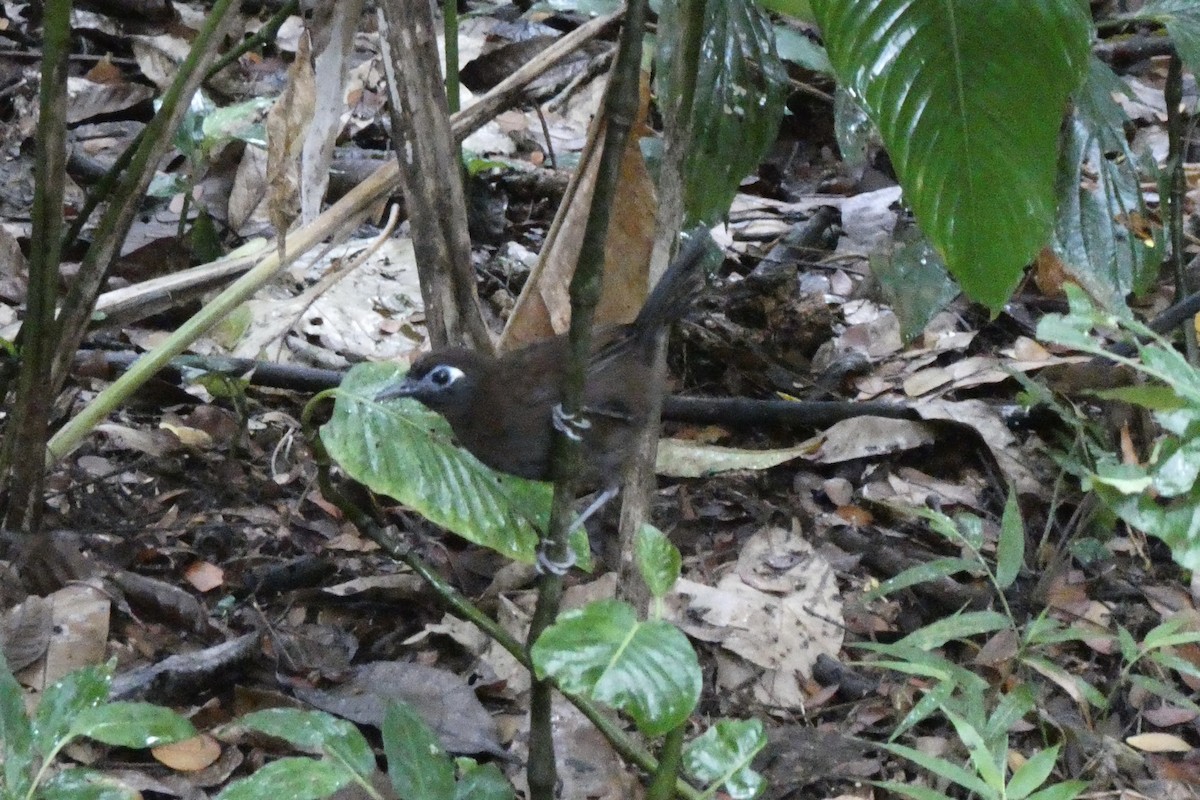 Blue-lored Antbird - ML642974445