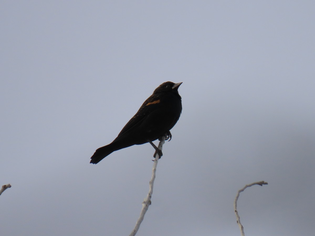Red-winged Blackbird - ML642974447