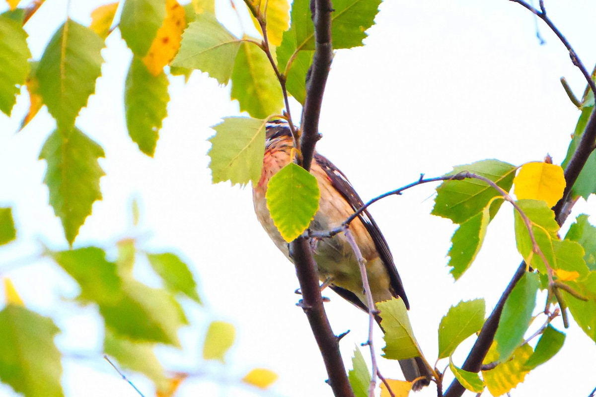 Rose-breasted Grosbeak - ML642974448