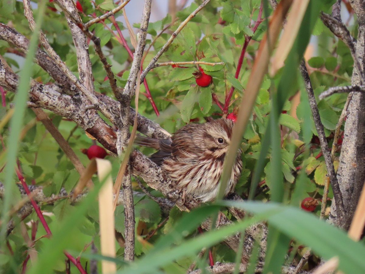 Song Sparrow - ML642974463