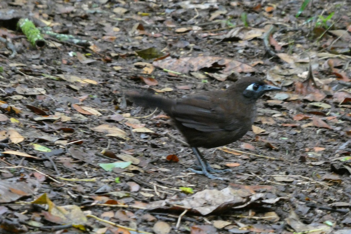 Blue-lored Antbird - ML642974465