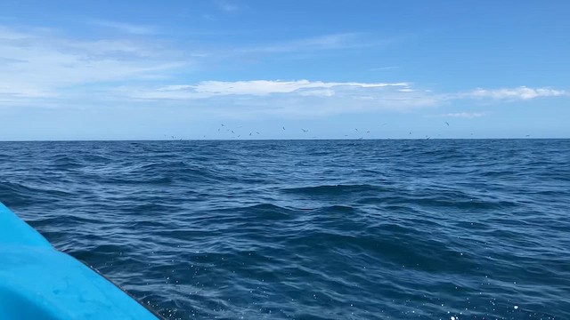 Bridled Tern - ML642974476