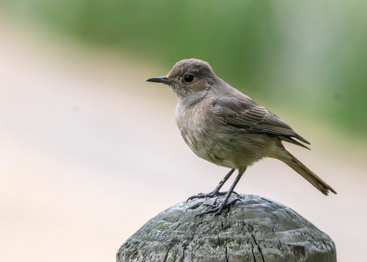 Familiar Chat - ML642974478