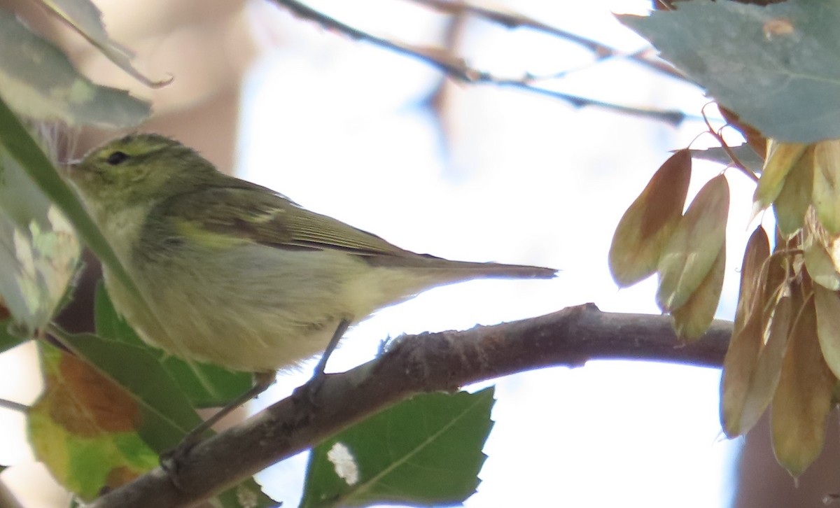 Green Warbler - ML642974484