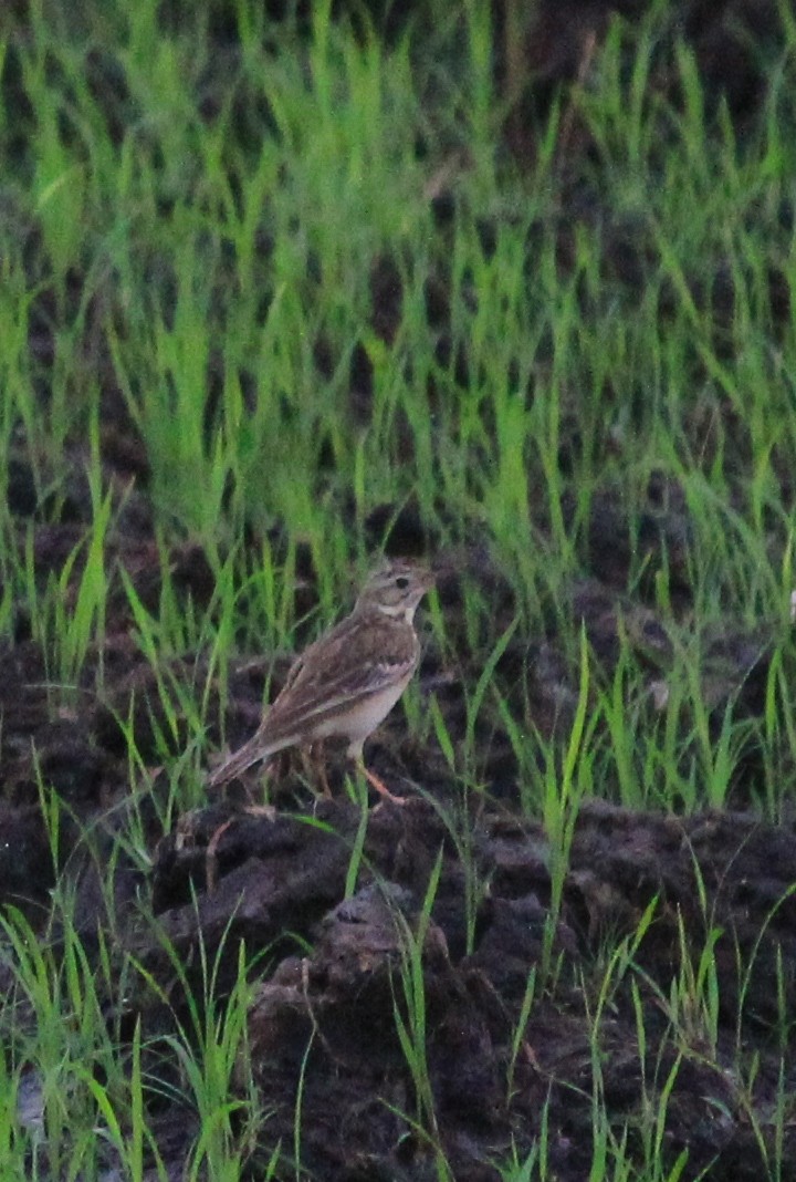 Blyth's Pipit - ML642974487