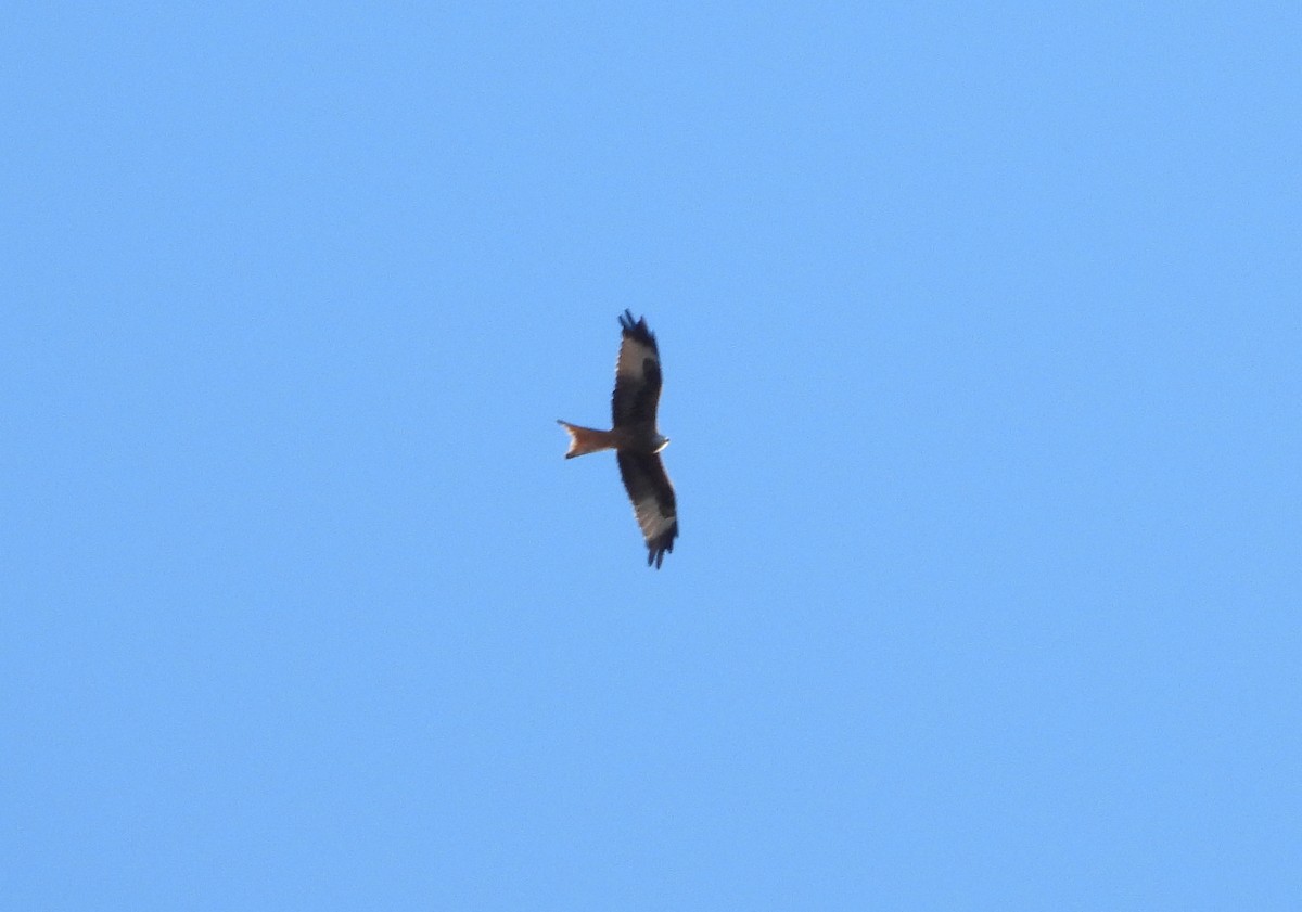 Red Kite - ML642974541