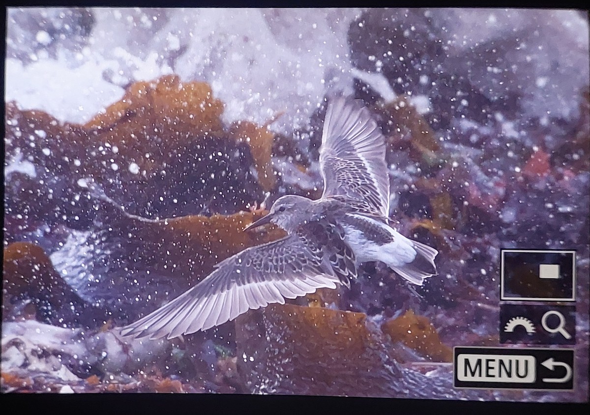 White-rumped Sandpiper - ML642974552