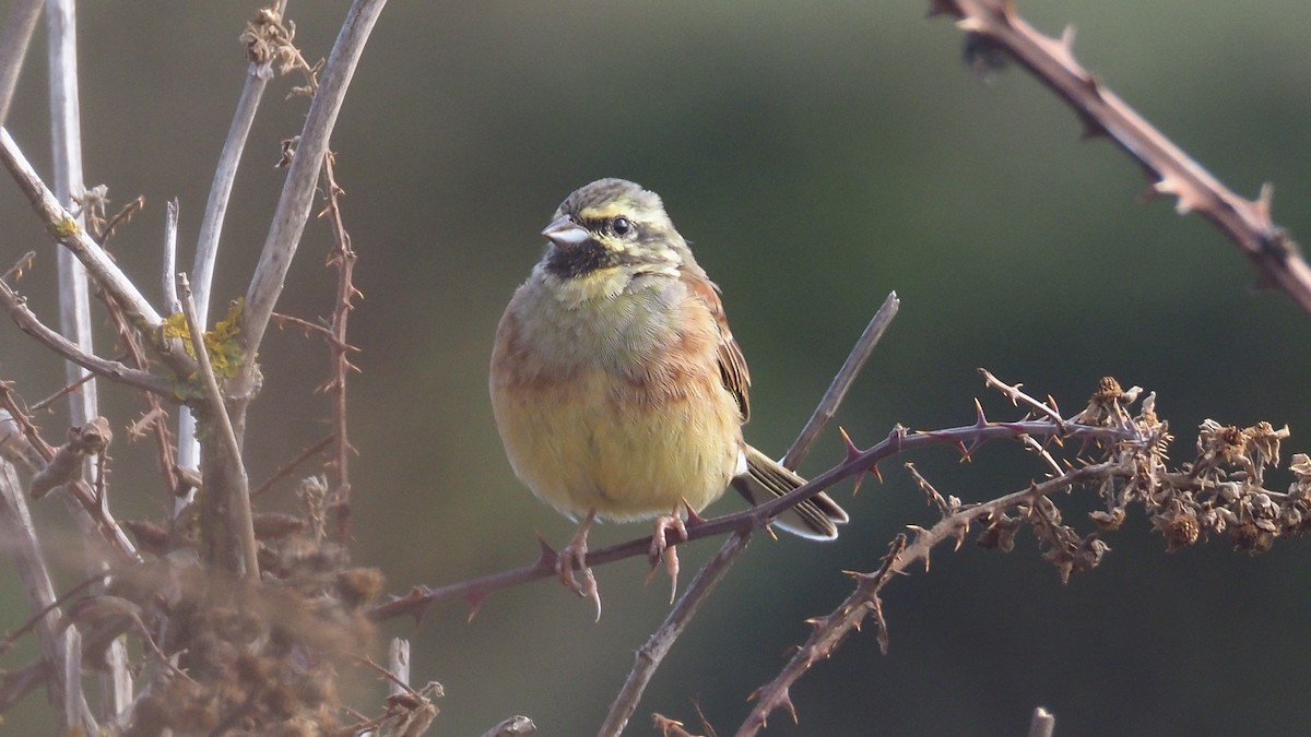 Cirl Bunting - ML642974553