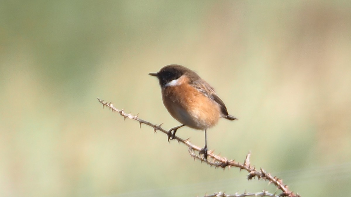European Stonechat - ML642974557