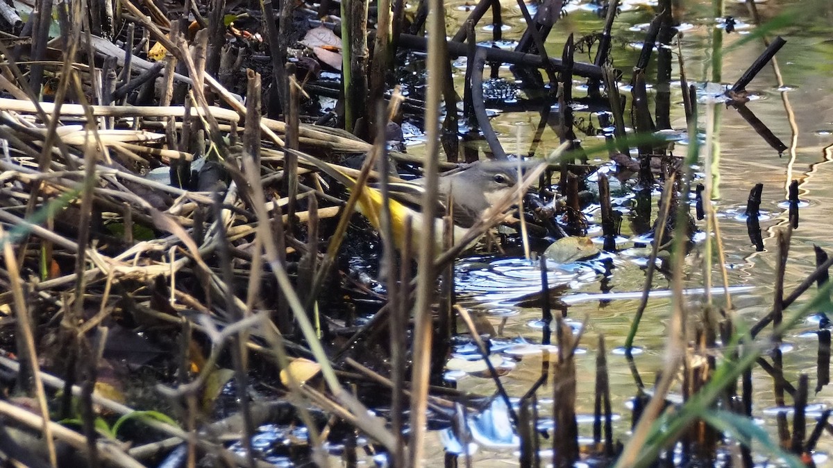 Gray Wagtail - ML642974559
