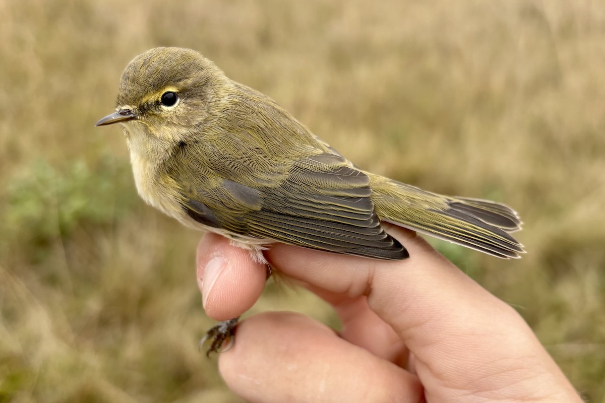 Урианхайн дууч шувуу - ML642974560