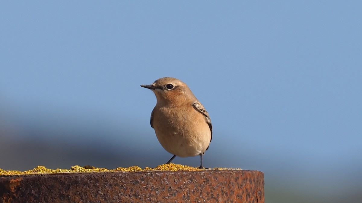 Northern Wheatear - ML642974564