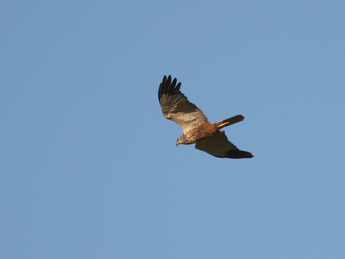 Western Marsh Harrier - ML642974577