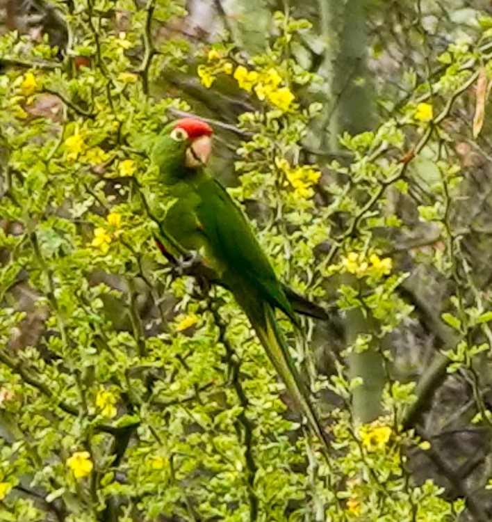 Cordilleran Parakeet - ML642974581