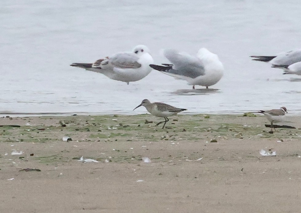 Sichelstrandläufer - ML642974583