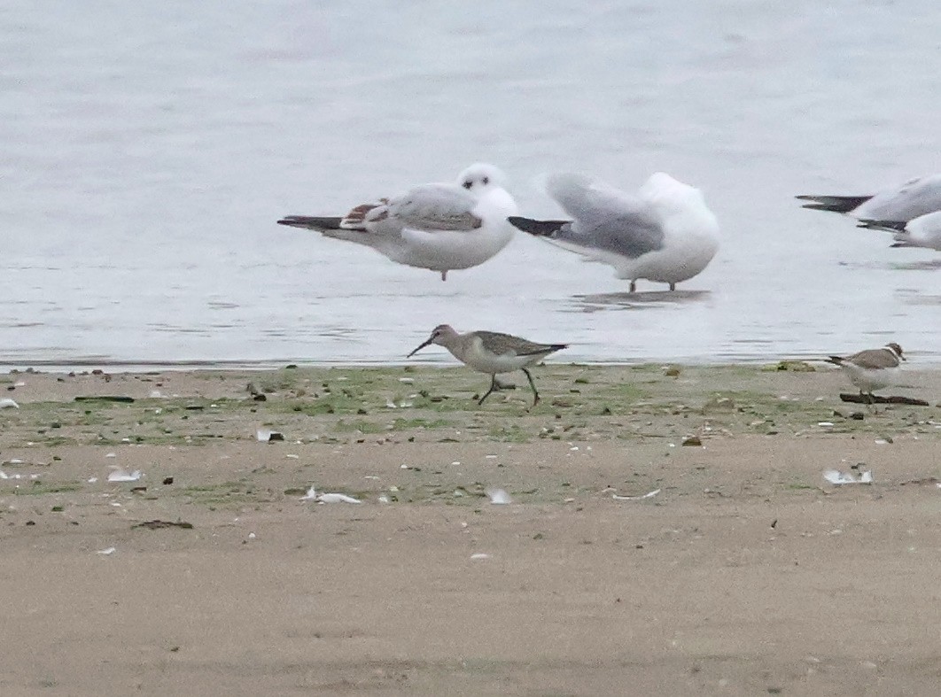 Sichelstrandläufer - ML642974587