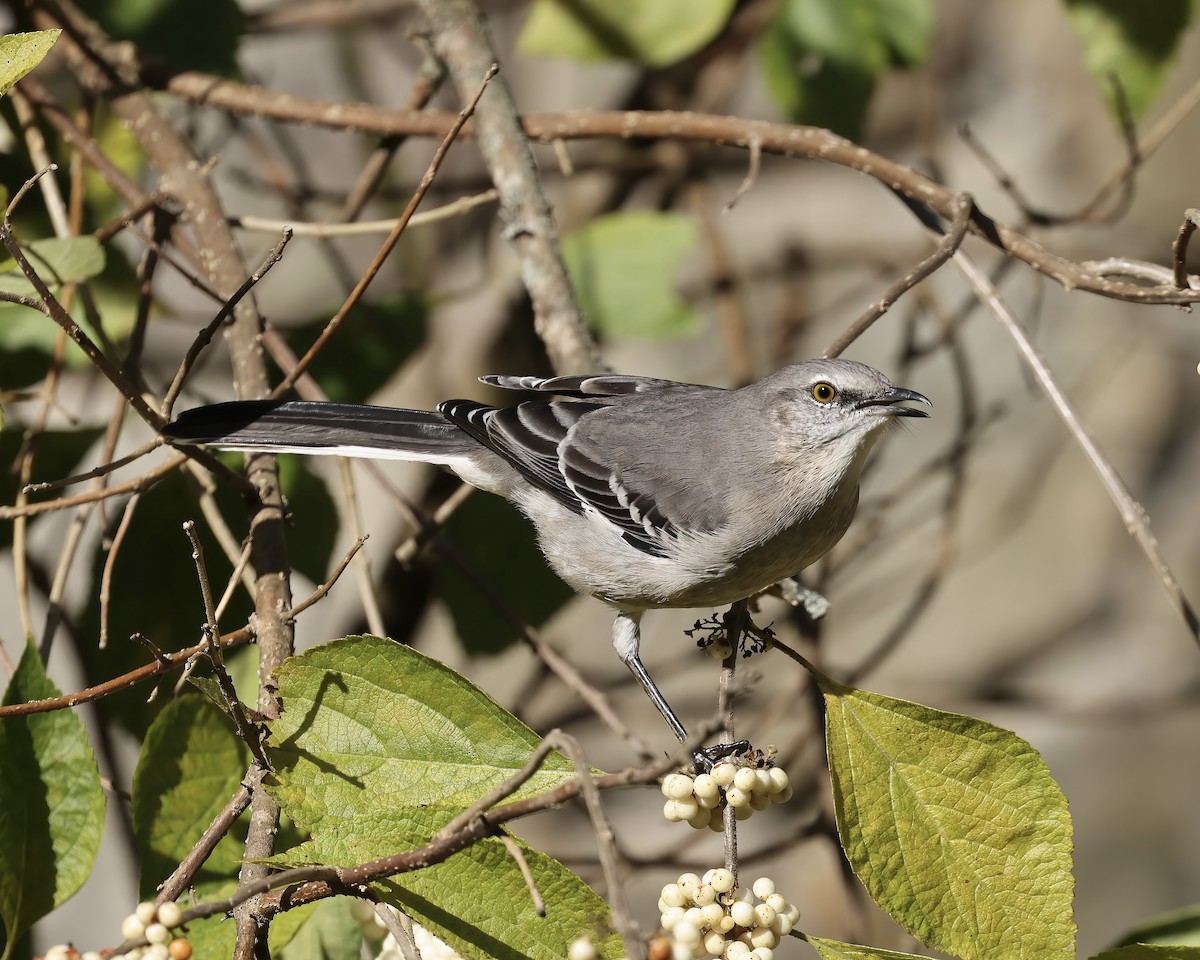 Northern Mockingbird - ML642974599