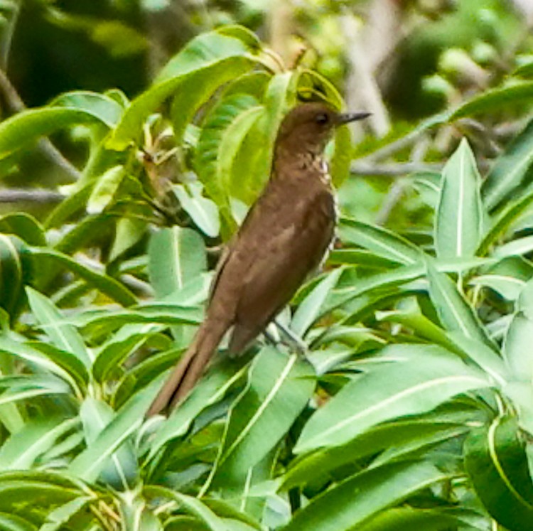 Marañon Thrush - ML642974601