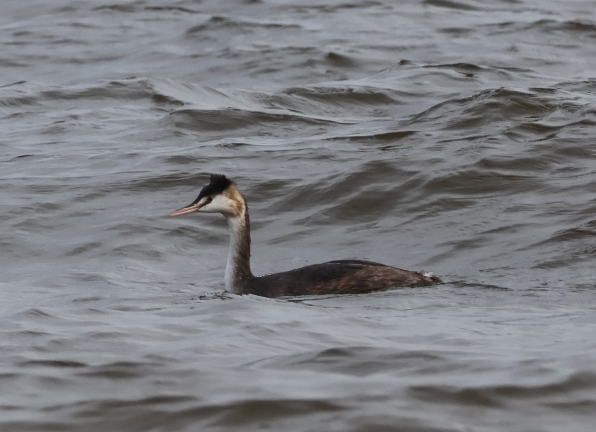 Great Crested Grebe - ML642974604
