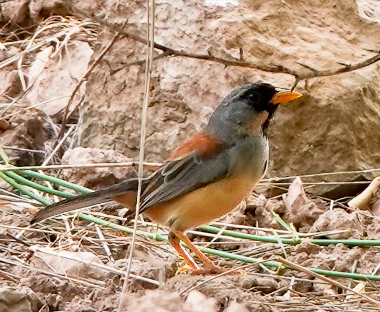 Buff-bridled Inca-Finch - ML642974618