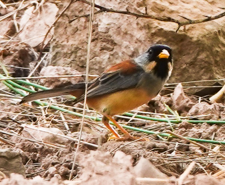 Buff-bridled Inca-Finch - ML642974619