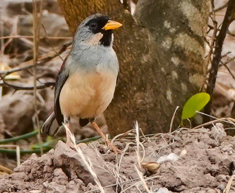 Buff-bridled Inca-Finch - ML642974620