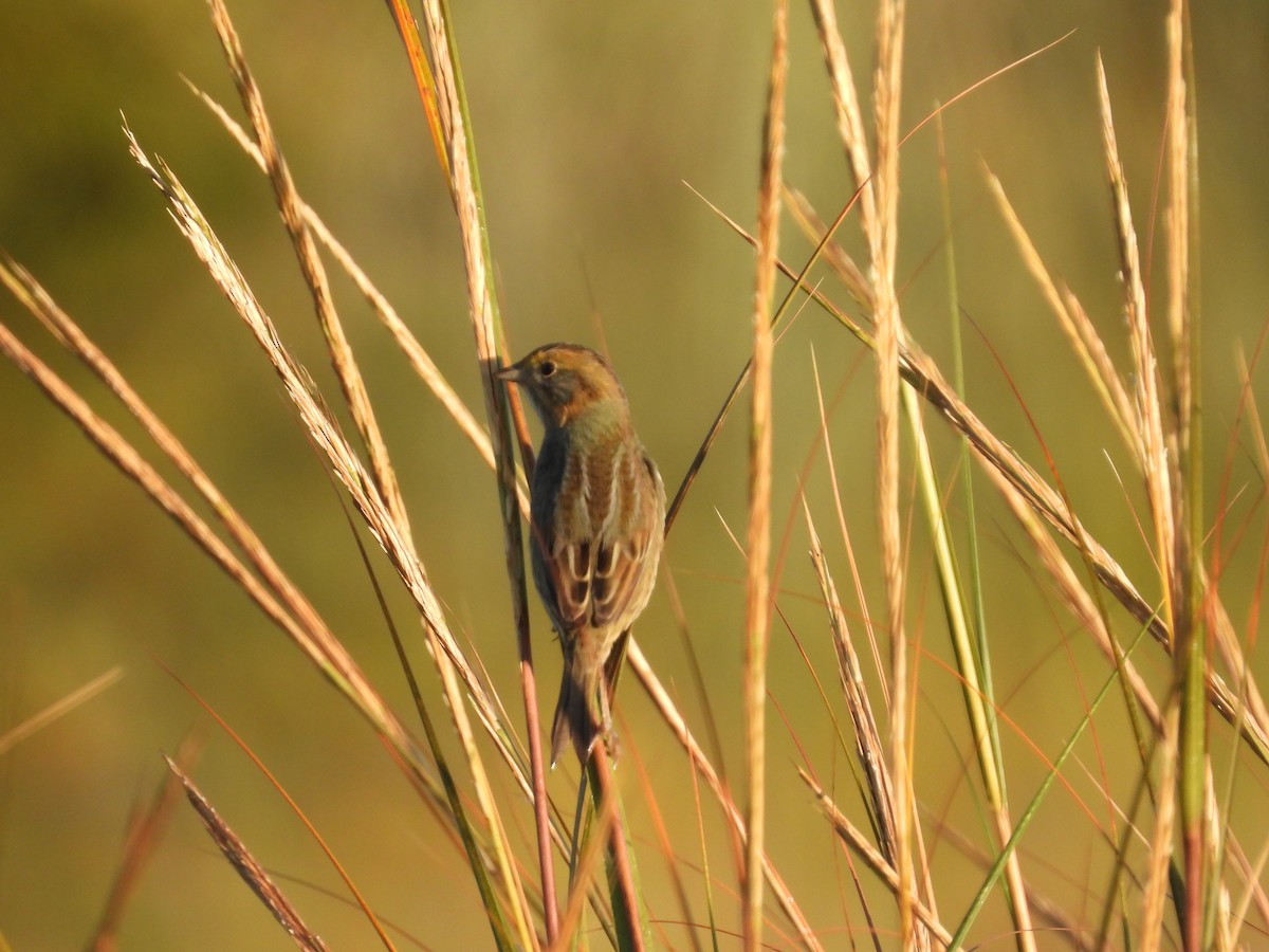Nelson's Sparrow - ML642974624