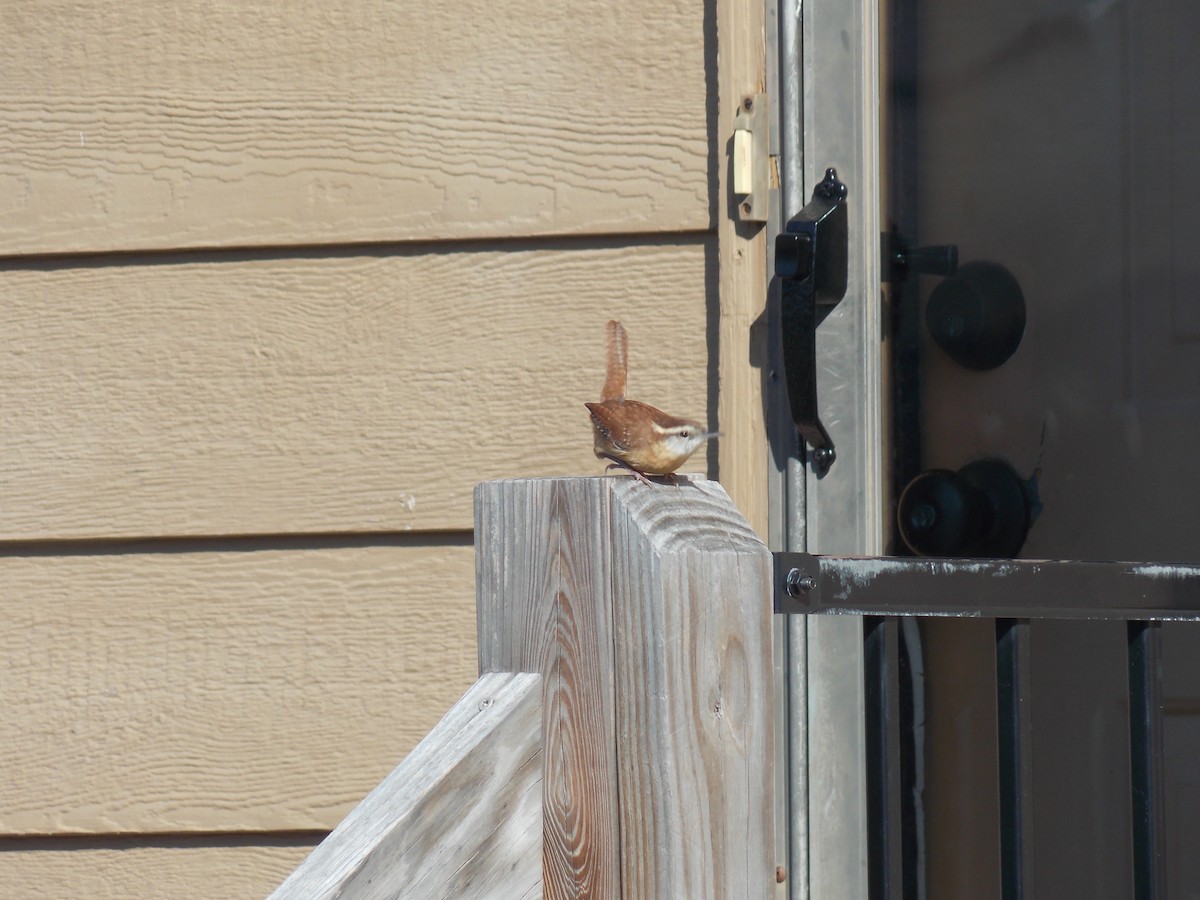 Carolina Wren - ML642974628